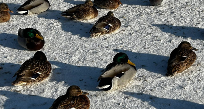 Жители Наро-Фоминска могут помочь уткам пережить аномальные морозы