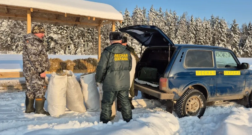 В лесах Наро-Фоминского округа началась зимняя подкормка диких животных 