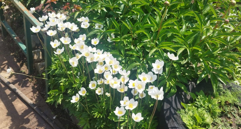 Минимум усилий - максимум красок: эти цветы простят любую ошибку - шикарный сад даже у новичков и ленивых