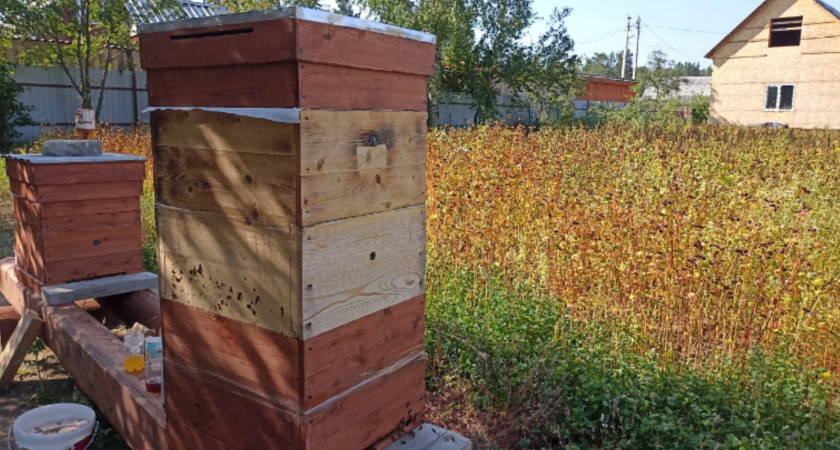 В Московской области ужесточили правила при обработке полей пестицидами