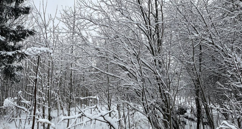 В Наро-Фоминском городском округе лесники начали масштабную вырубку опасных деревьев