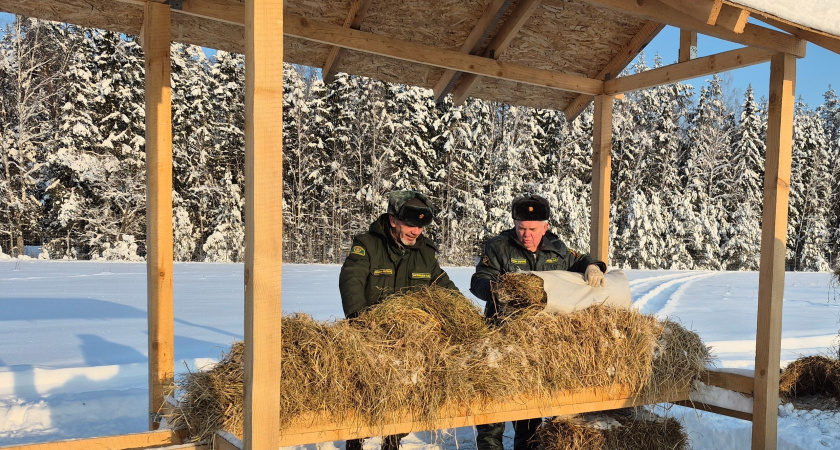 В Наро-Фоминском городском округе лесничие подкармливают лосей и косуль