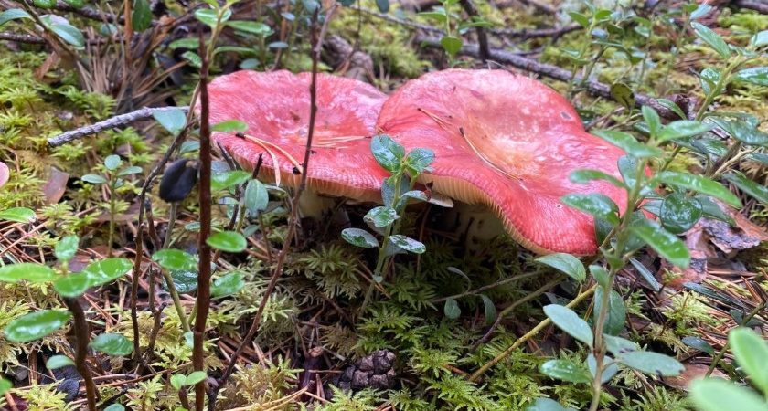 Тихая охота под запретом: в Подмосковье вводят штрафы за сбор редких грибов