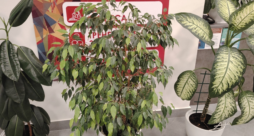 Чтобы правильно поливать фикус Бенджамина, сделала себе полезную шпаргалку, которая всегда выручает