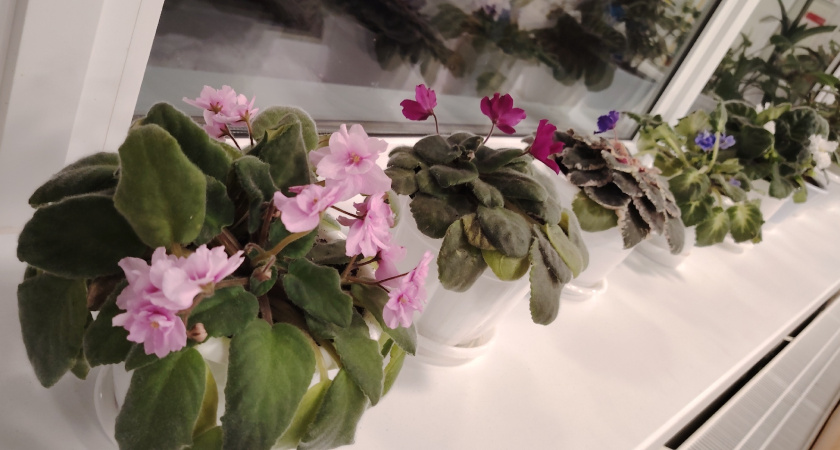 Перестал следовать правилам с фиалками. В феврале квартира как оранжерея