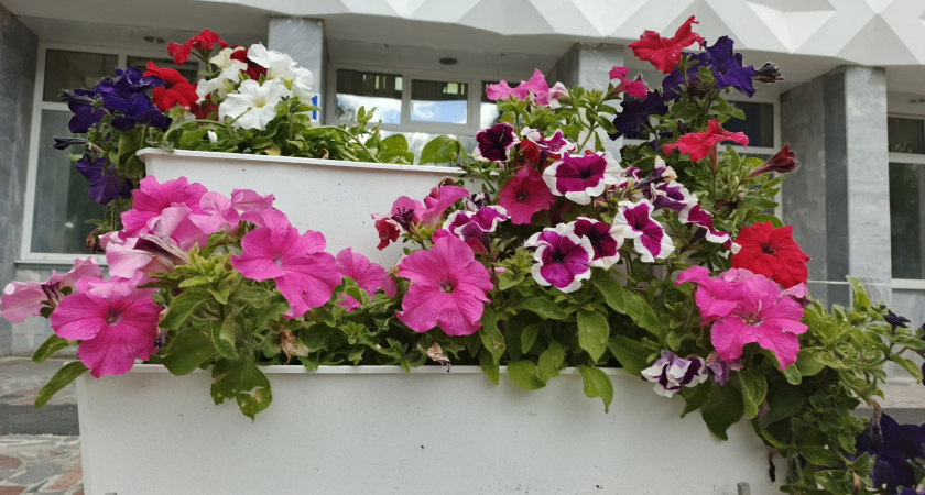 «Скоростной метод» уже который год не подводит: ровные всходы и хорошая рассада петуний вам обеспечены