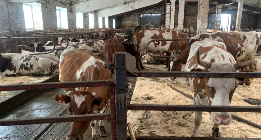 В Московской области заводчикам придется регистрировать племенной скот в федеральном реестре