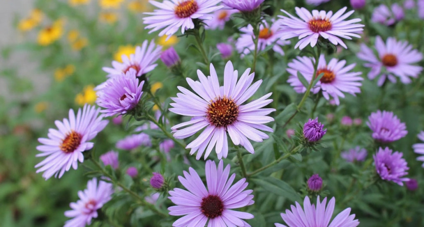 Три проверенных способа выращивания астр, о которых не говорят опытные садоводы: букетный метод, осенний посев и метод – ленивой рассады
