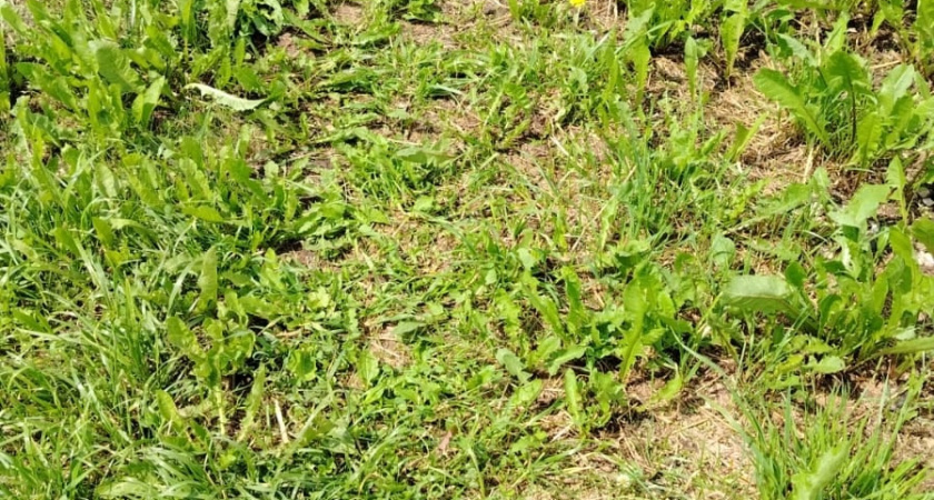 Всё придумано до нас: как избавиться от сорняков на участке методом Менделеева. Больше не придётся гнуть спину