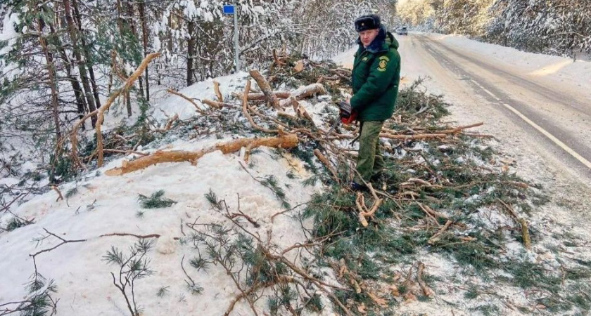 В Московской области лесничие вытащили из снежного плена две легковушки