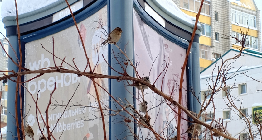 После мощного снегопада в Подмосковье ударят морозы до -15 градусов: прогноз погоды на 21 февраля 