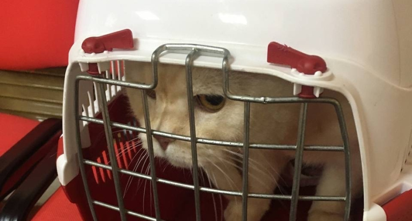 Более 225 тысяч кошек и собак вакцинировали в Подмосковье за 2025 год