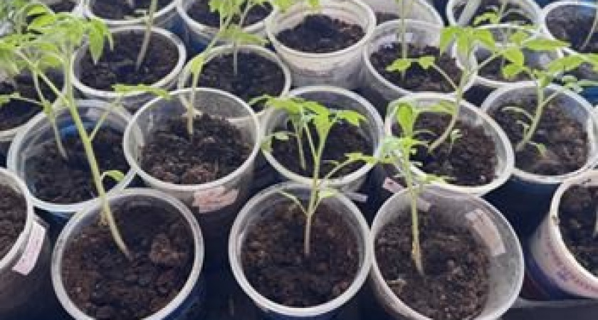 Моя идеальная тара для рассады и лучший способ: 5 лет выращиваю и другой не ищу. Корни мощные, длинные и рассада никогда не вытягивается