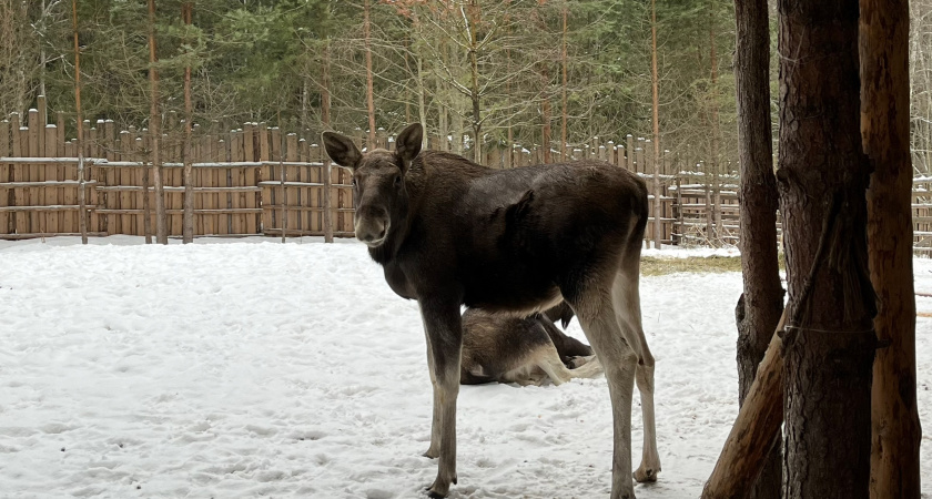Где в Подмосковье чаще всего встречаются лоси и почему их стало так много