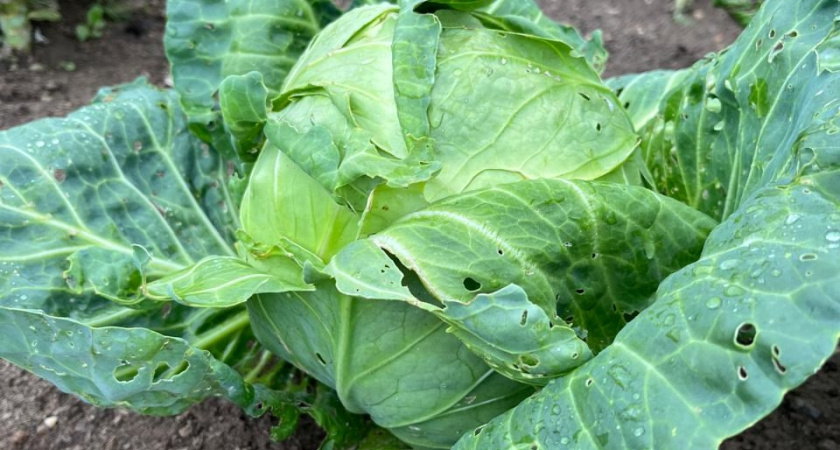 Соседка продаёт рассаду: пользуюсь её рекомендациями, и у меня теперь «шикарная» рассада капусты - урожай некуда девать