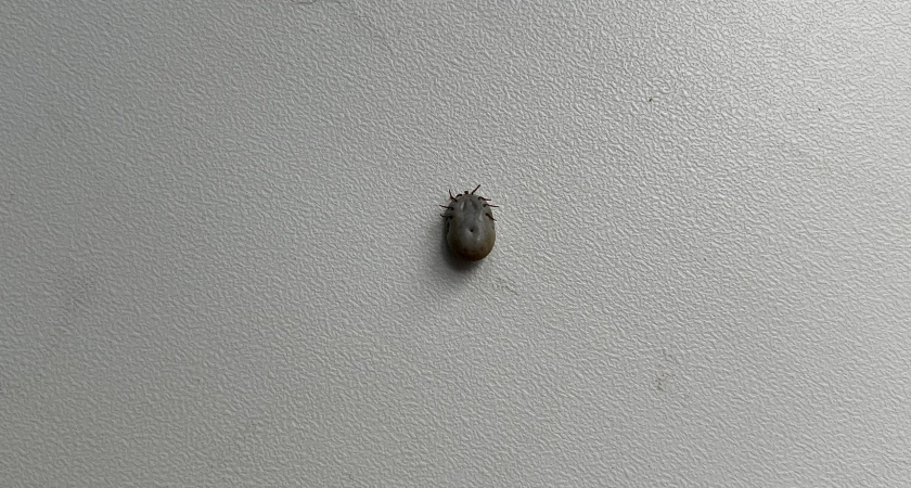 Жителей Наро-Фоминска предупредили о раннем пробуждении клещей после снежной зимы