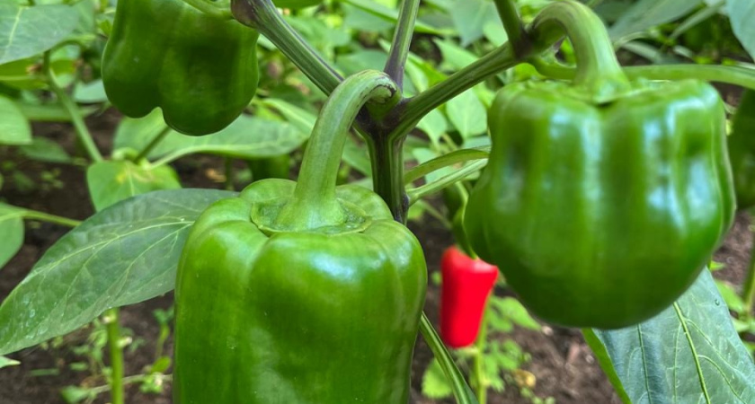 «Зачем старушка весной кидает странный порошок в лунку с перцем?» Думали все соседи, пока не увидели огромные перцы, облепившие кусты