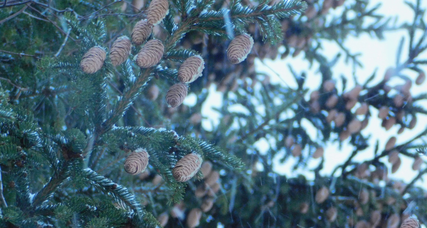 В Московскую область 24 февраля циклон принесет снегопады: прогноз погоды в регионе