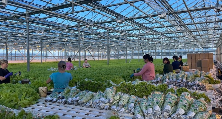 Московская область вошла в топ-3 лидеров по инновациям в агропромышленном комплексе