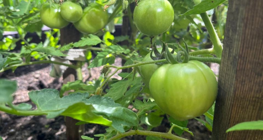 Прекратите сыпать золу: 1 ч.л. лимонной кислоты на лейку — томаты завяжутся гроздьями, мой личный опыт на 25 растениях