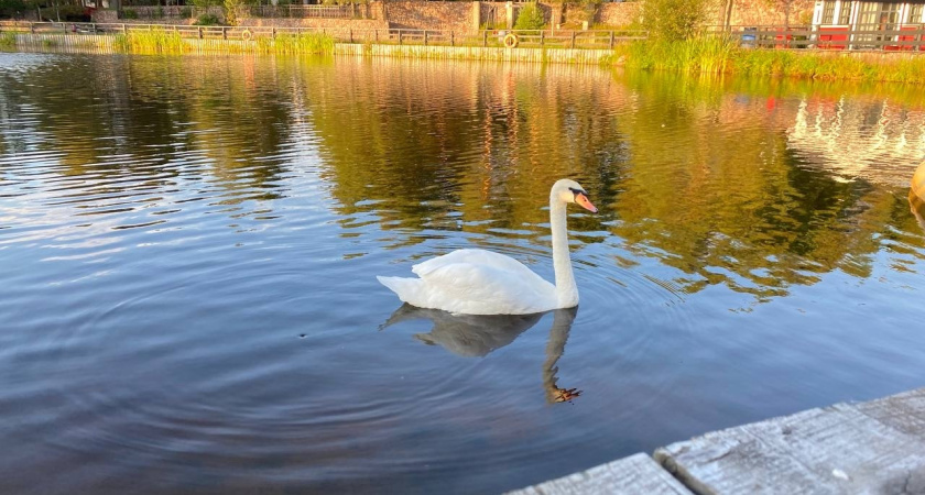Лебеди-шипуны обосновались на постоянное жительство в Московской области