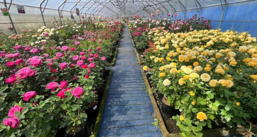 Более 5 тысяч сортов роз вырастили в питомнике Подмосковья к весеннему сезону
