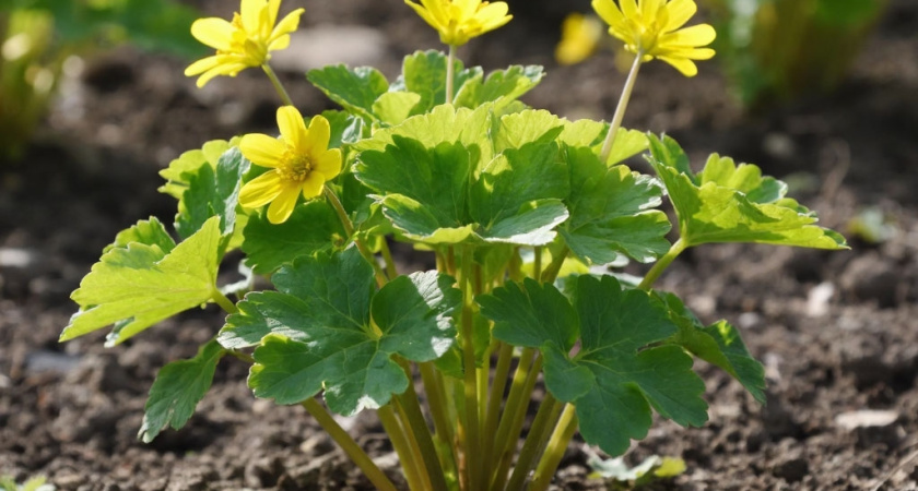 По какой причине пышный рост чистотела в саду - это тревожный сигнал и как это обратить себе на пользу