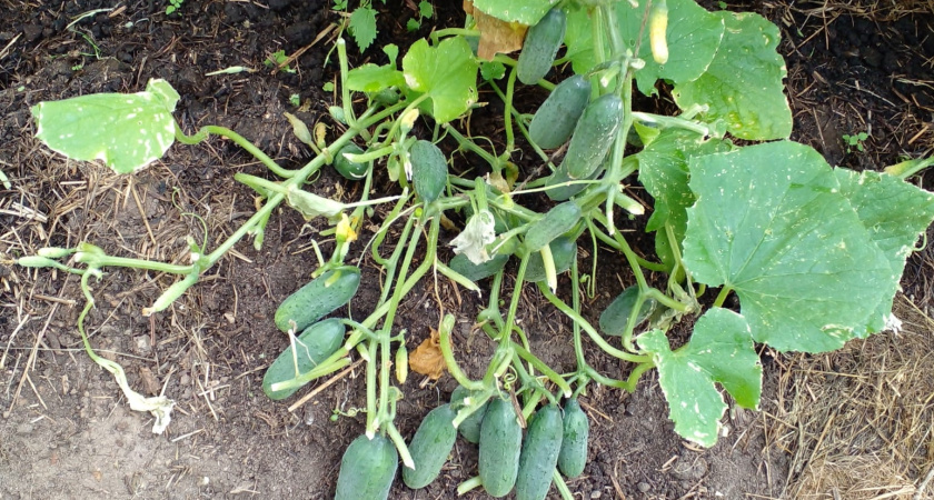 4 гибрида огурца, которые не подведут вас в 2026, они не болеют и плодоносят до заморозков