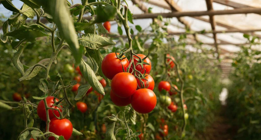 Седьмой год поливаю так помидоры - 1 зубчик в воду, и фитофторы нет весь сезон