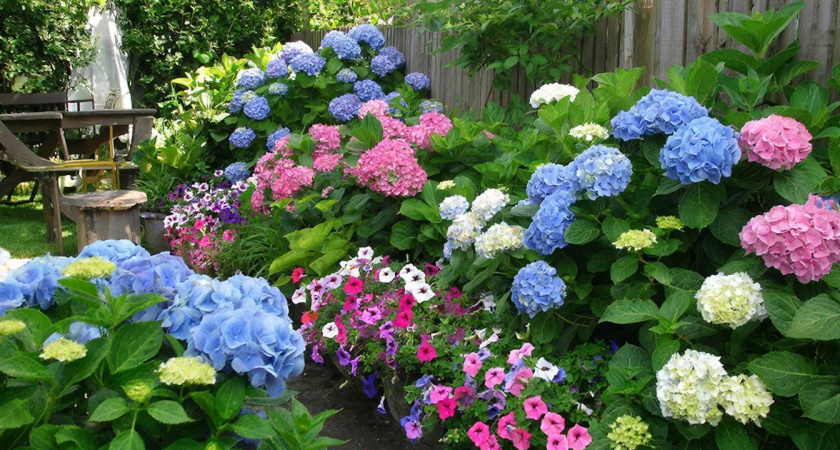 Гортензии и петунии теперь в прошлом: этот цветок — лучшая альтернатива и дает по 12 бутонов на ветке