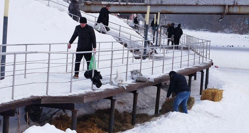 Как в Подмосковье помогают уткам пережить зиму: масштабная экологическая акция на Клязьме