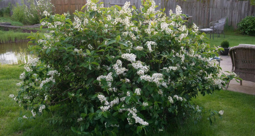 Цветёт непрерывно и выглядит как сахарная вата: кустарник, который цветёт и радует глаз дольше всех