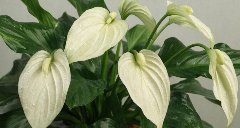 Сую таблетку в спатифиллум — получаю "фонтан цветов": полезный совет для ленивых цветоводов