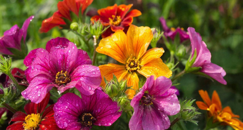 Посадите эти 3 многолетника у крыльца — аромат и польза длится весь сезон: воткнул и забыл