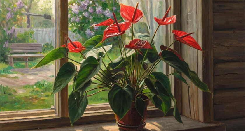 Весной для антуриума — необходимо: разводим 1 ложку водой — и наслаждаемся буйством алого цветения