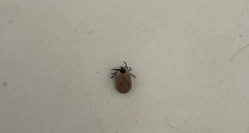 Сажаю 1 цветок на участке — и клещам вход навсегда закрыт: создается защита покрепче забора