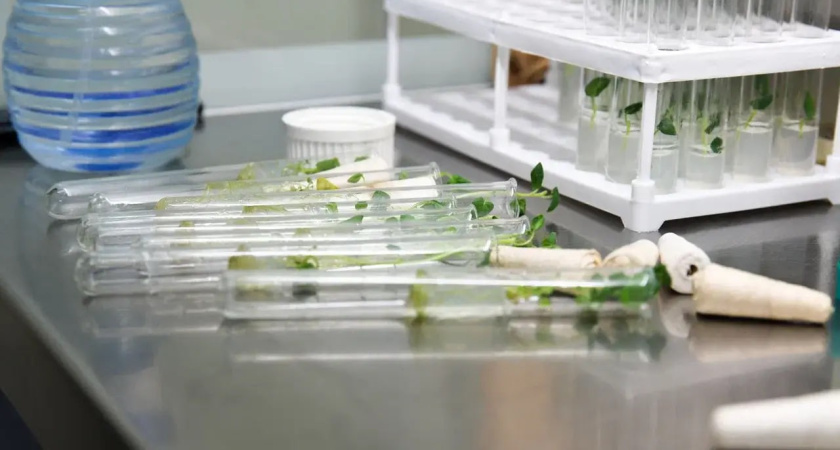 В Московской области специалисты проверили качество семян для посевной