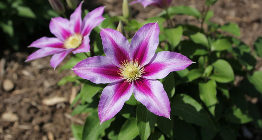 Разбросала семена по мартовскому снегу — в июне любуюсь белоснежными звездами на зеленом ковре без рассады и лишних хлопот