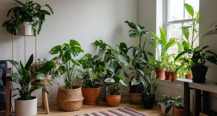 Добавила в лейку копеечные витамины - и мои комнатные цветы мгновенно очнулись после долгой зимы