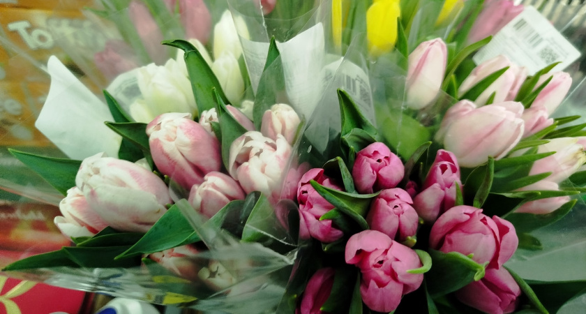 В Московской области тюльпаны прошли проверку перед 8 Марта