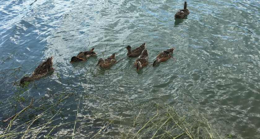 В Московской области установили охранную зону возле уникального памятника природы