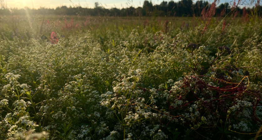 Жители Московской области помогут ученым в поисках краснокнижных первоцветов