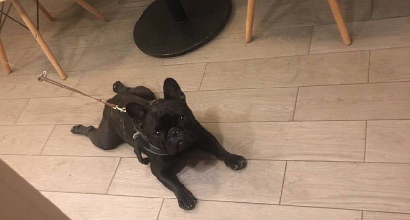 За год число зарегистрированных питомцев в Московской области выросло в 3,5 раза