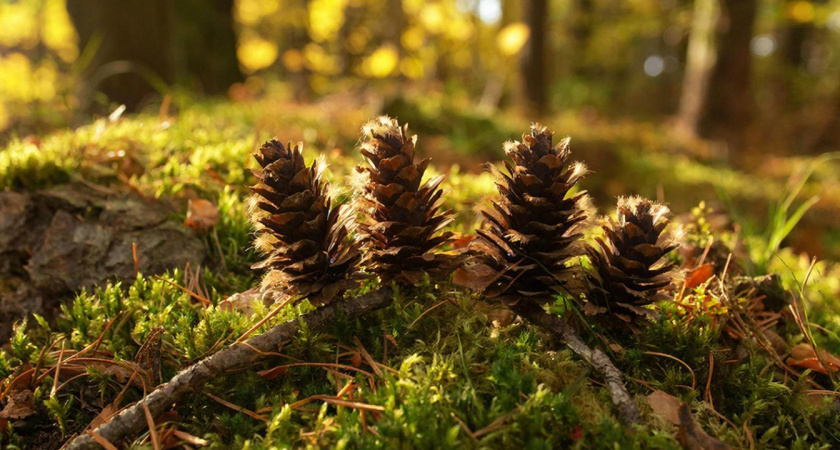 Весной шишки из леса тащу мешками — не нарадуюсь своей находке: бесценная польза для дачников