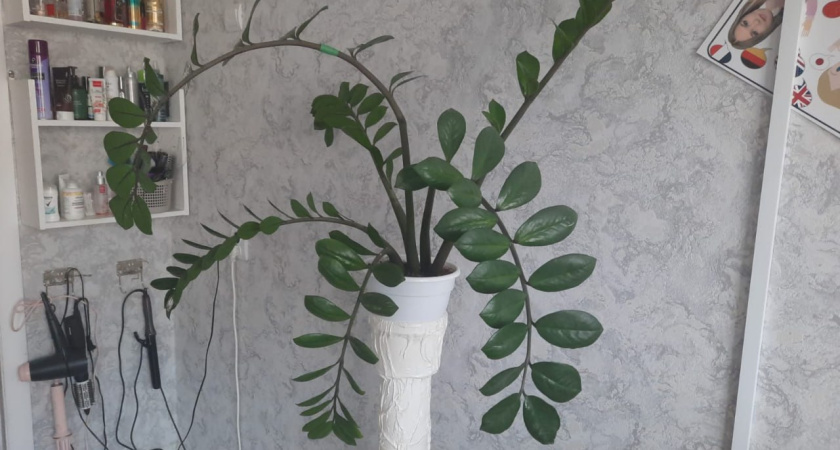 Добавьте всего 50 мл в горшок — оживет даже засохший замиокулькас: море глянцевых сочных листьев и упругие стебли