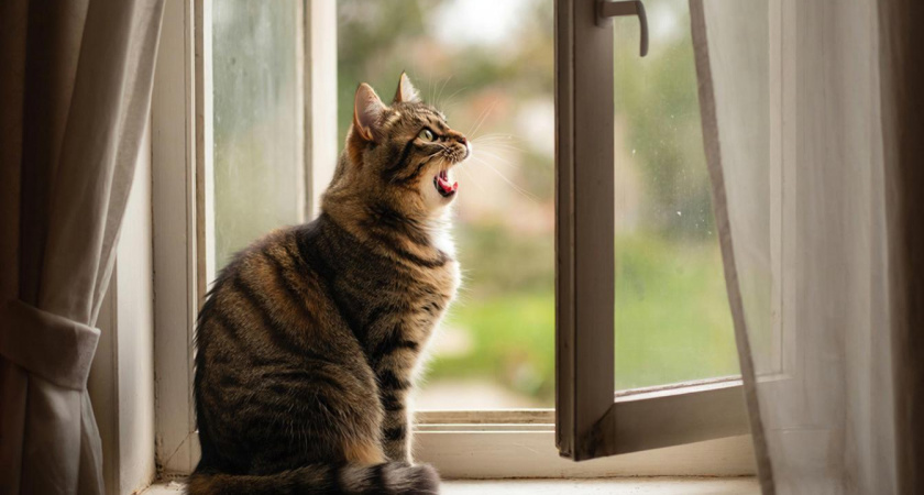 Почему кошки мяукают в ответ, когда с ними разговаривают: 5 причин «болтовни» назвала фелинолог