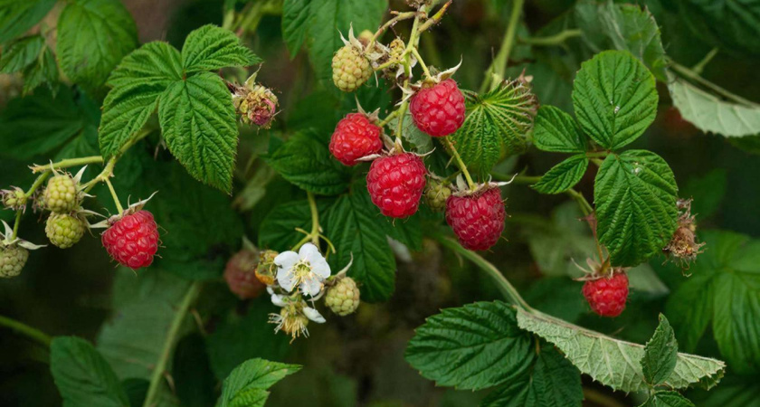 2 ложки на 10 литров — и малина размером с сливу: урожай собирают ведрами до самой зимы
