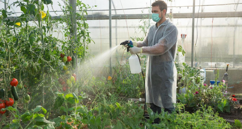 Лучший способ дезинфекции теплицы перед началом сезона: два простых ингредиента заменят дорогие магазинные средства