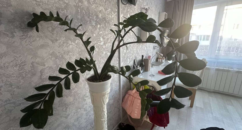 Раз в месяц протирайте замиокулькас продуктом с кухни: цветок порадует новыми листьями - а деньги польются рекой