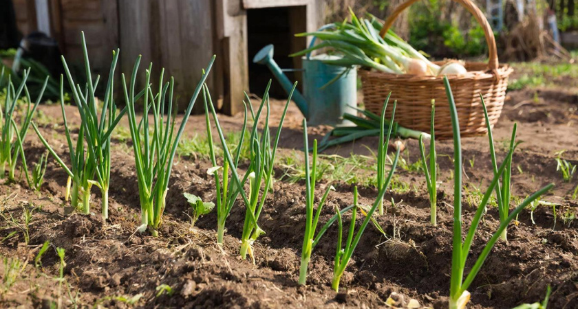 Как заставить лук расти крупным и здоровым: три проверенные хитрости без лишних затрат и усилий
